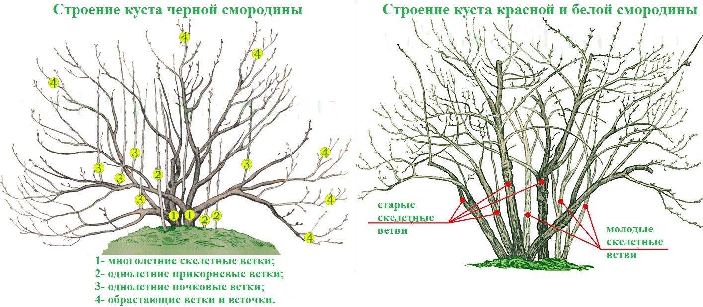как провести обрезку кустов черной, красной и белой смородины